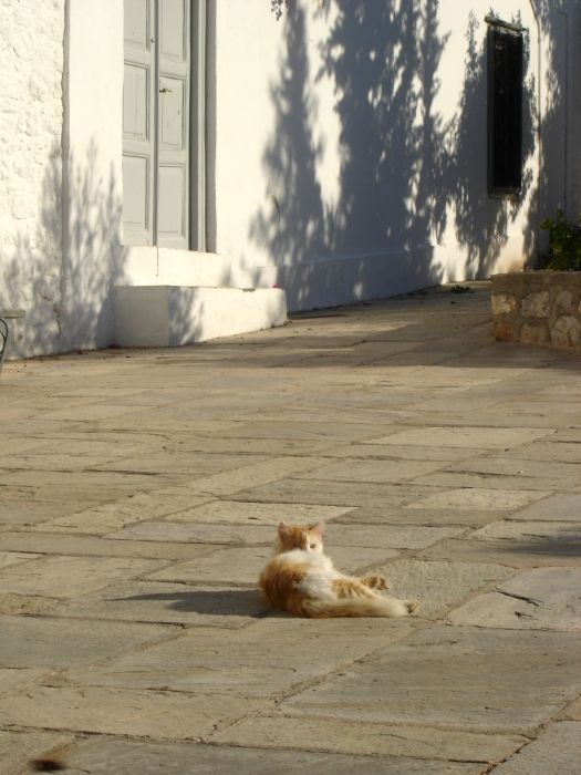 Small square in Hydra