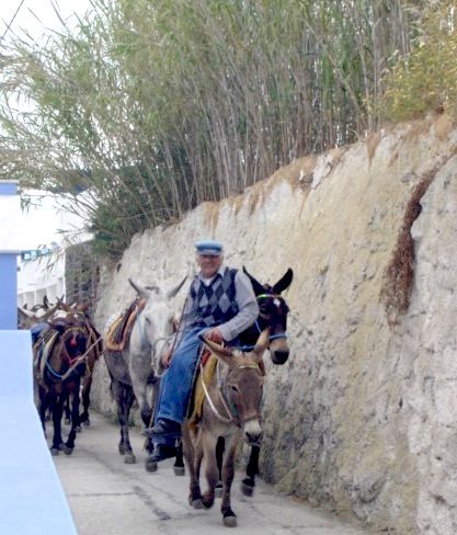 donkeys in fira