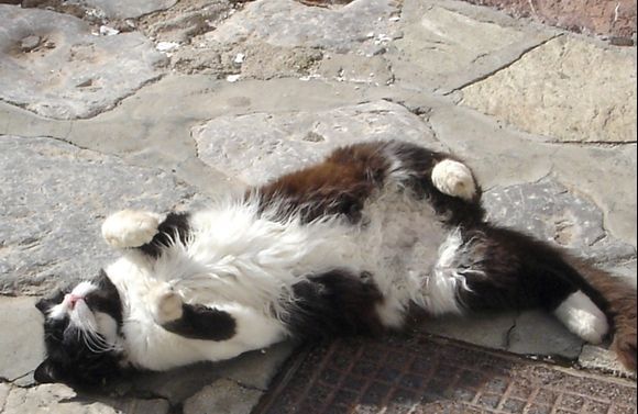 Lazy Greek Cat
