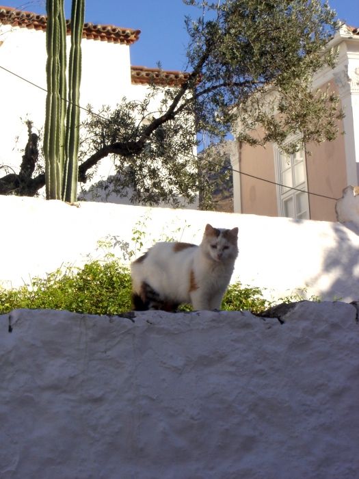 A winter fluffy cat