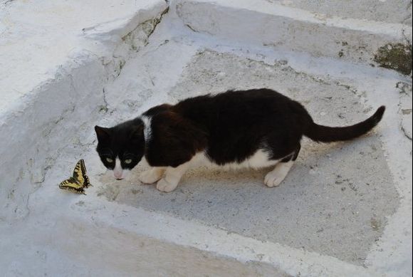 Butterfly and cat