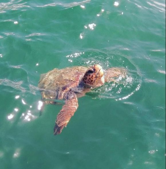 Smiley happy Loggerhead turtle in Argostoli Kefalonia, searching for scraps of fish from fishermen early morning