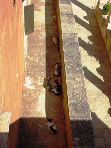 Cats resting in the shadow in Agia Triada Tzagarolon