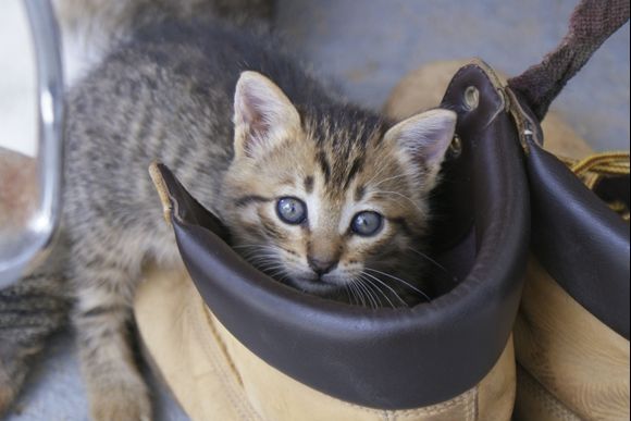 Who can resist a kitten in a boot? I know the feline-loving Greeks can\'t!