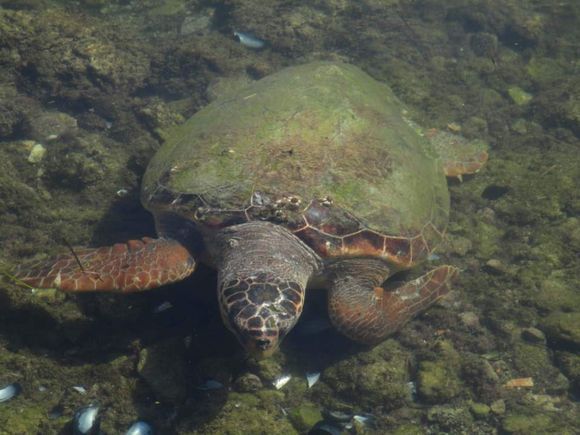Caretta Caretta
Loggerhead Sea Turtle