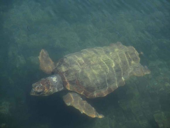 Caretta Caretta
Loggerhead Sea Turtle