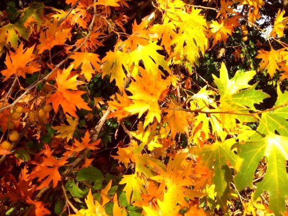 Autumn colors at Vassiliki Lefkada.