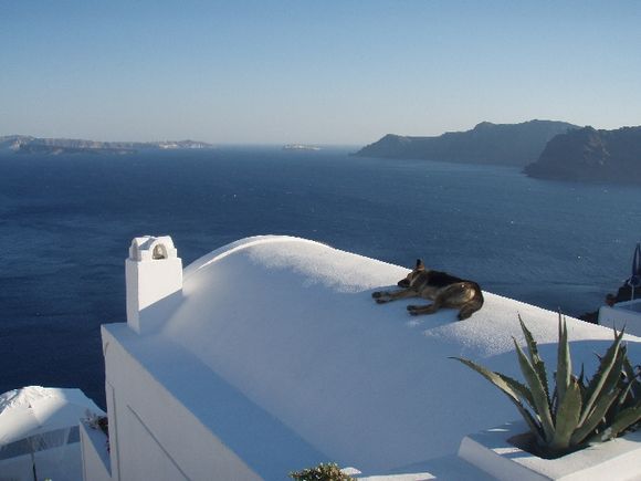Title: \'Relax\'
This photo whole-heartedly captures the laid-back and casual atmosphere of Oia. Overlooking the Caldera of Santorini, this dog enjoys the best spot in the world for an afternoon nap.
