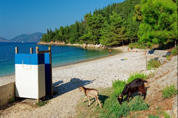 2018-09-17  -  17h.15 : Ruzika Beach, at the entrance of Sami, coming from Antisamos.
Yèèè ...  goats ! It's time for a shower!