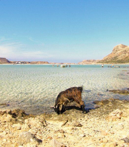 It was very hot in Balos that day and the goats were thirsty ...! that's it, I'm here ! 2017-09-25