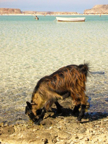 It was very hot in Balos that day and the goats were thirsty ...! Oh it is good, I put the legs ! 2017-09-25
