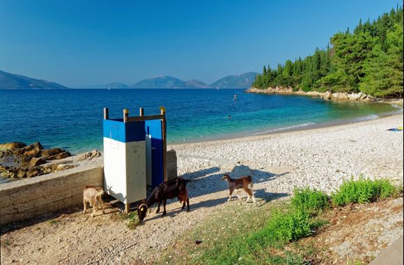 2018-09-17  -  17h.17 : Rizika Beach, at the entrance of Sami, coming from Antisamos.
Yèèè ... the goats! It's time for a shower ! And each turn !