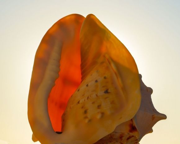 Shell glowing in the sunrise