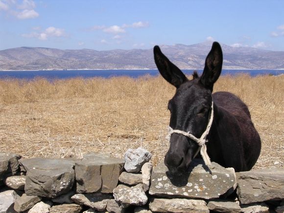 Schinoussa Landscape with donkey