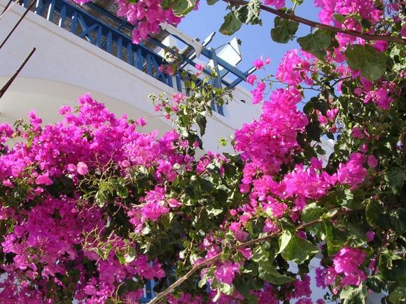 Schinoussa Chora Flowers and balcony