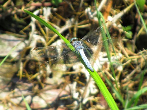 Transparent dragonfly