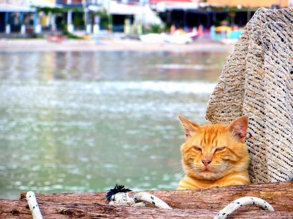 Very relaxed Ginger Tom Cat dozing in fishing nets on Benitses dockside, with village in the background.