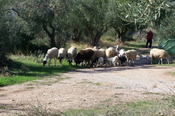 Farmers sheep.