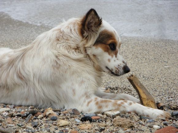 A dog at Agios Pavlos beach in Lindos