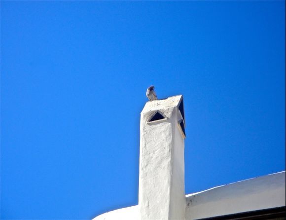 The lonely pigeon