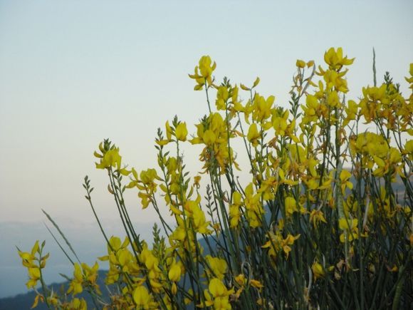 Yellow brooms n.3