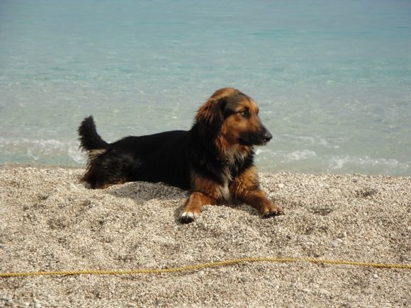 A dog on the beach of Agios Nikitas