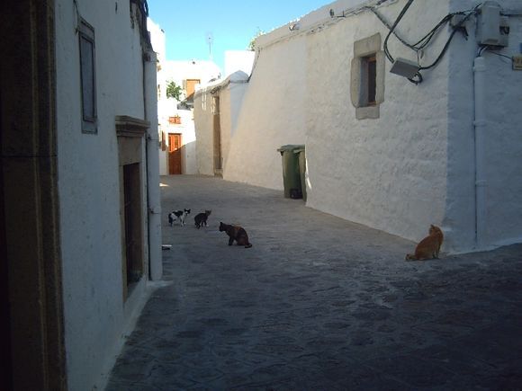 Cats in a street of Chora