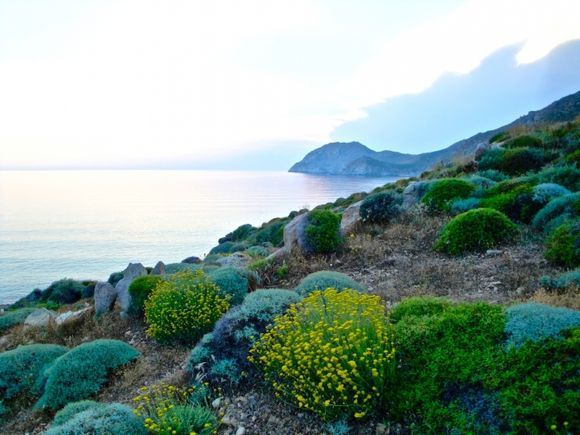 Flowers and green in a rocky island