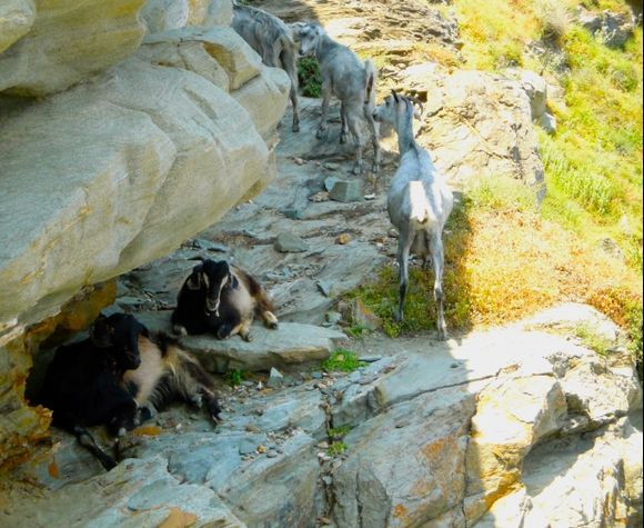 Goats at kastro