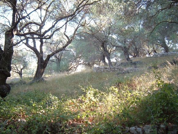 Olive trees in Nissaki bay