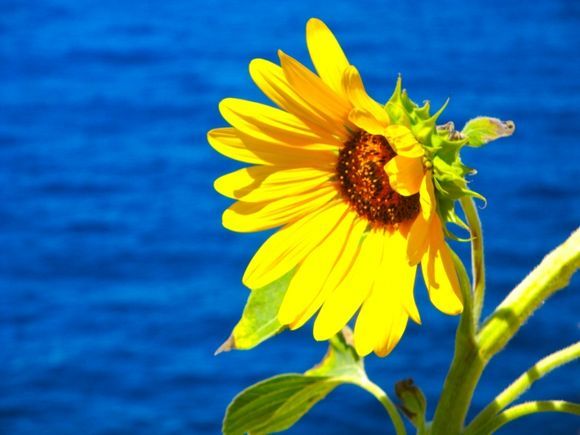 Sunflower: detail