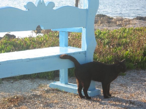 The blak cat and the bench in front of the sea