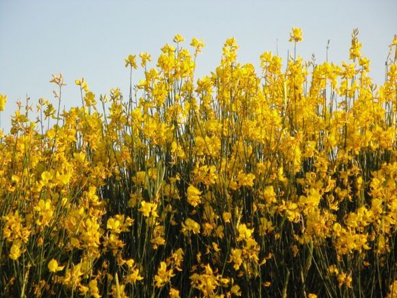 Yellow brooms. n.1