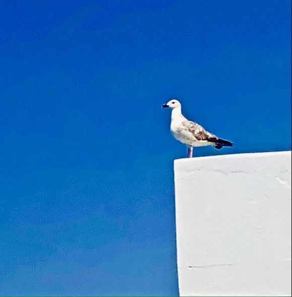 Glaros (seagull)