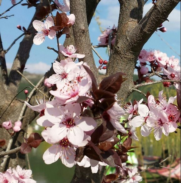 Pink spring flowers...