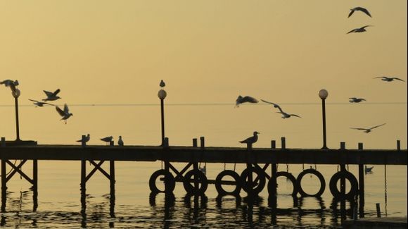 Birds Pier ...