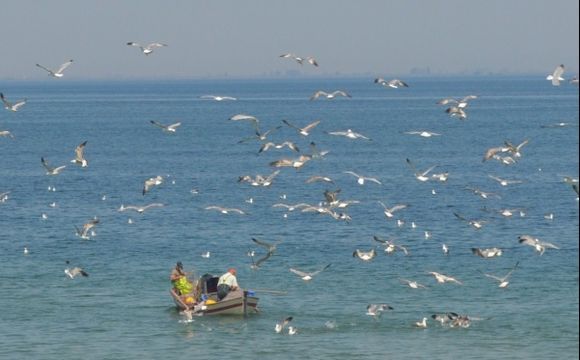 Fishermen and seagulls
