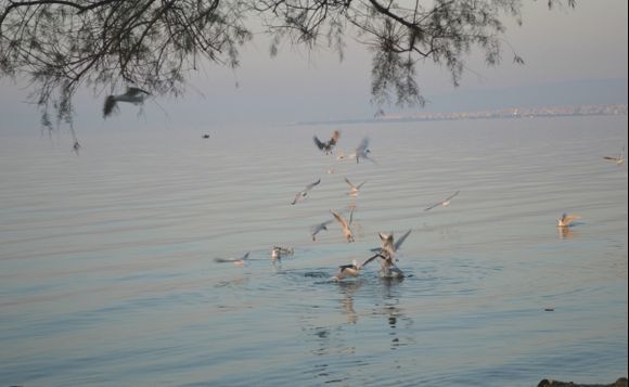 Seagulls in Thermaikos!!!