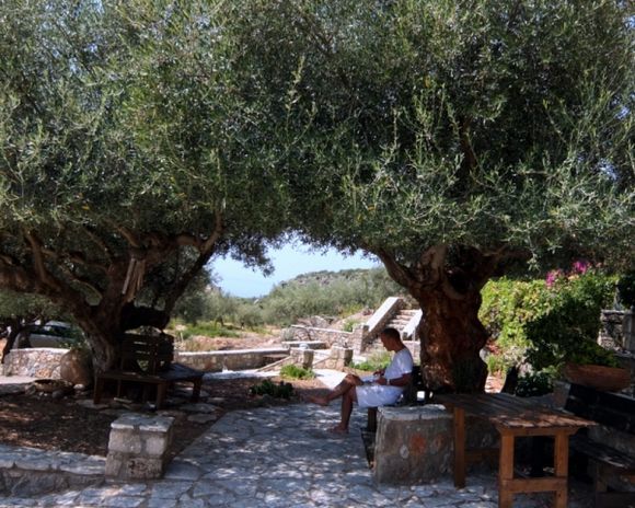 Using the lap top under the olive trees !