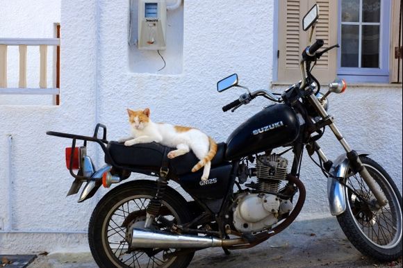 Plaka - cat on a bike
