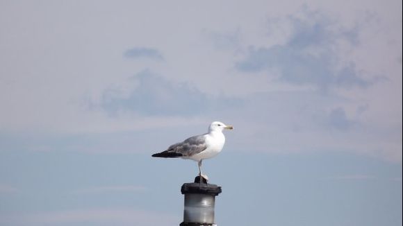 most vigilant officer on the ferry