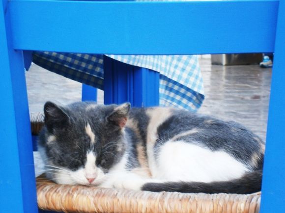 Sleeping cat in Hydra