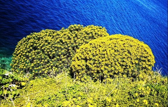 Yellow clouds in Hydra