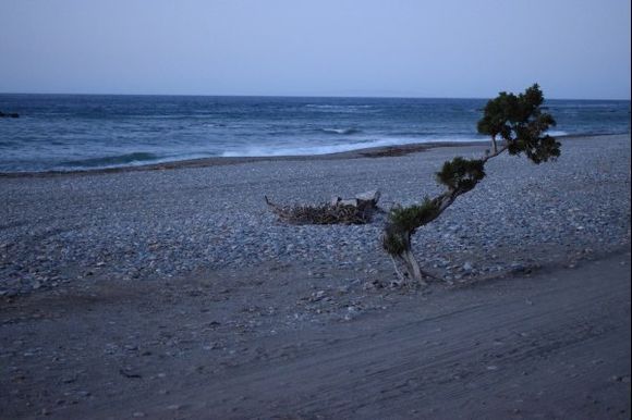 A lone tree at Rodakino beach