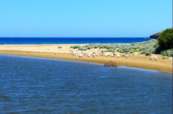 Geese beach