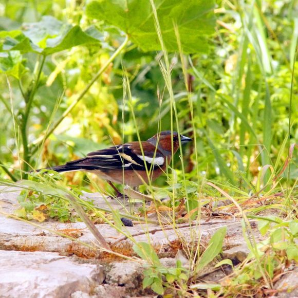 Finch at Nestor's palace