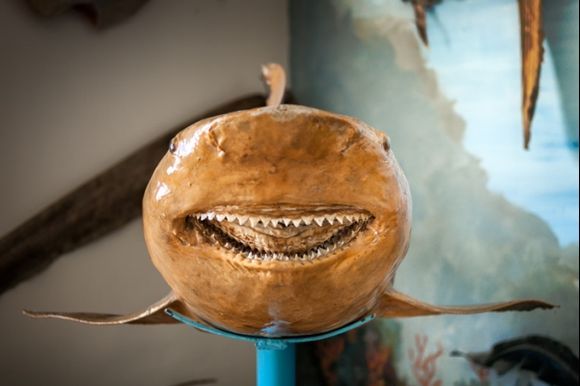 Say Cheese ! Exhibit from the Corfu Shell Museum, Benitses, island Corfu