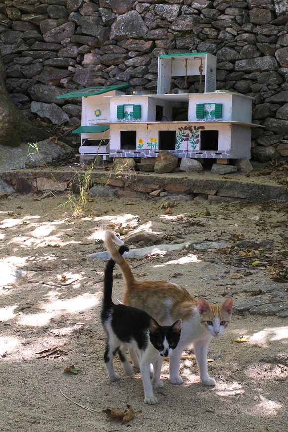 Cats of Melanes