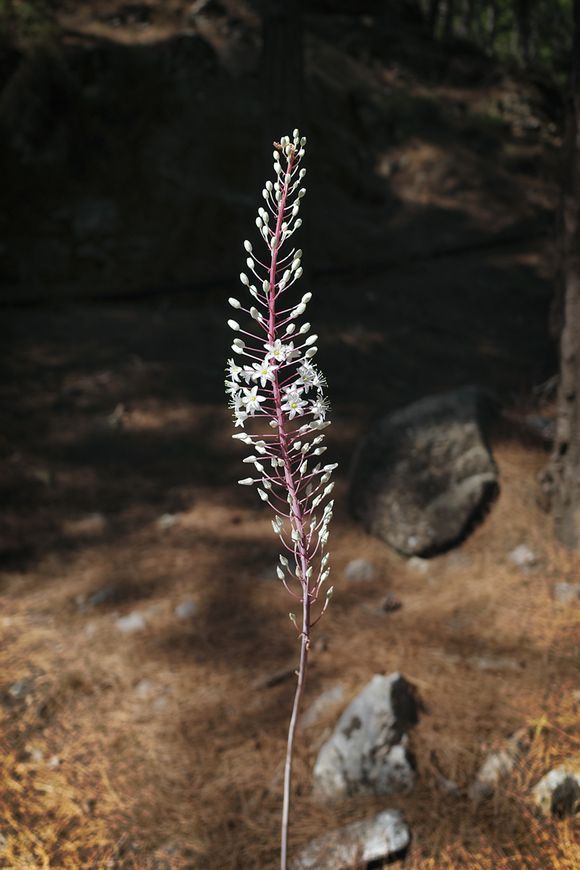 Drimia maritima (Sea Squill)
Taken on a hike through the Samaria gorge