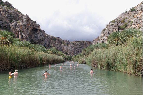 Preveli Palm Forest